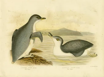 Pingüino pequeño, 1891